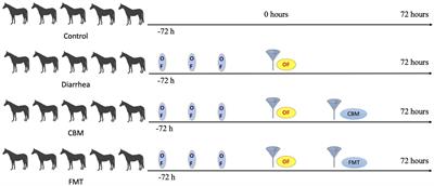 Carbonate buffer mixture and fecal microbiota transplantation hold promising therapeutic effects on oligofructose-induced diarrhea in horses